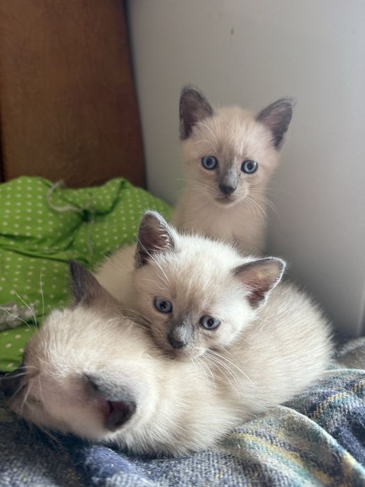 Кошенята сіамськоі породи