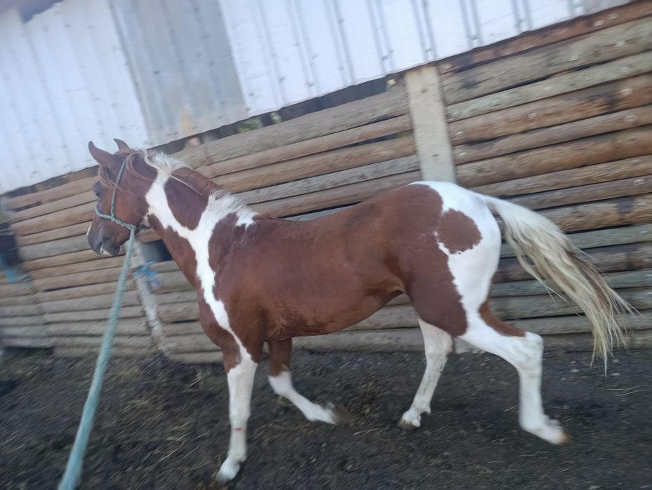 Para venda potro cruzado lusitano
