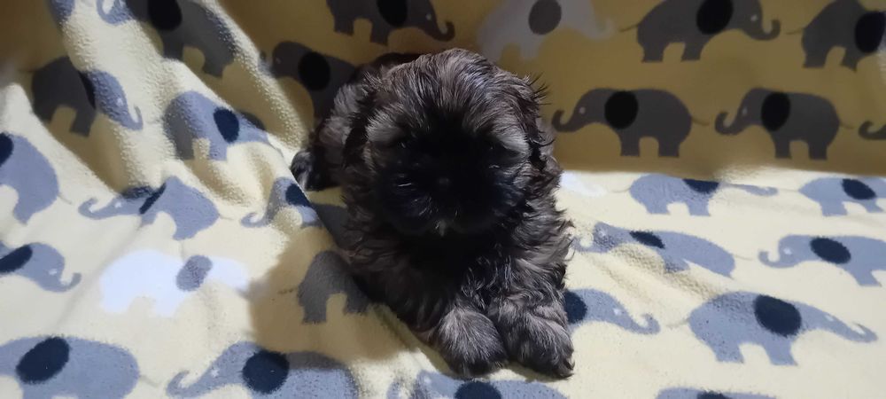 Piękny suczka Shih-tzu