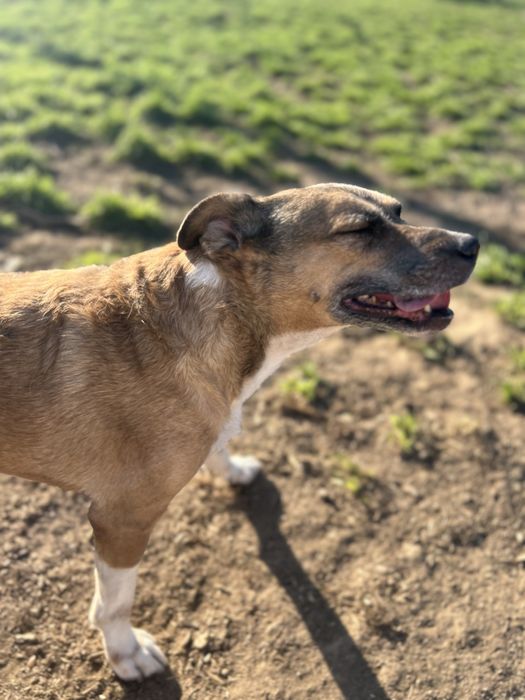 FOFINHA - cadela para adoção responsavel