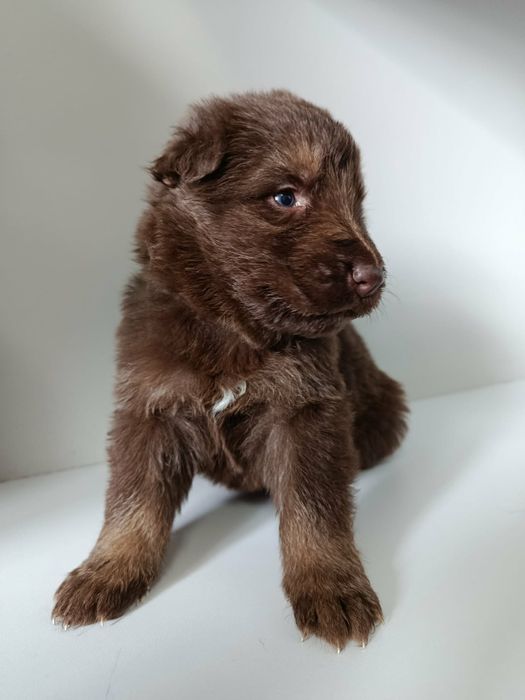 Owczarek Niemiecki Czekoladowy