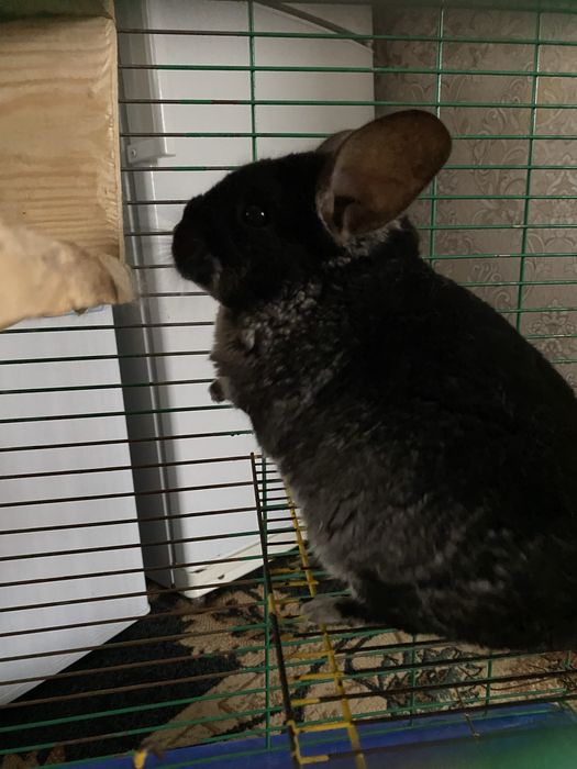 Грайлива пухнаста сімейка