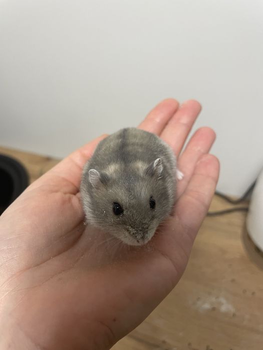 Віддам хом’яка джунгарик