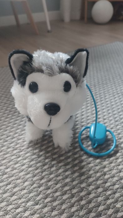 Interaktywny piesek husky