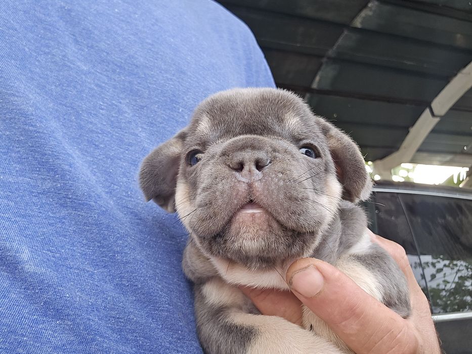 Buldogue Francês macho de cor rarro isabella lindo