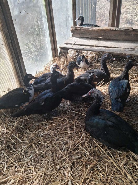 Sprzedam kaczki francuskie