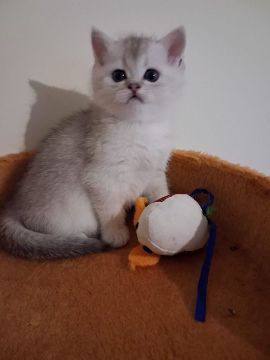 British Shorthair silver chinchilla