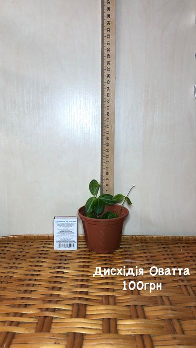 Дисхідія/брейнія/есхінантус/епіпремнум/каланхоє/філодендрон/фікус