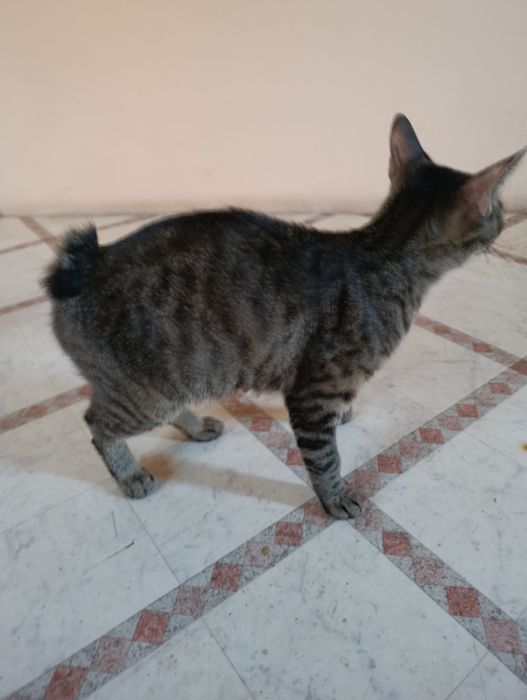 Курильский бобтейл