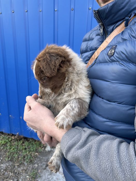 Собачка безкоштовно