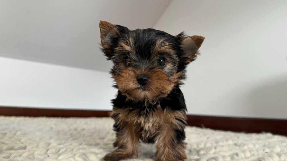 Chłopczyk Yorkshire Terrier Miniaturka z Rodowodem