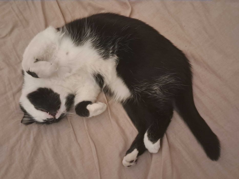 Zaginął czarno-biały kot