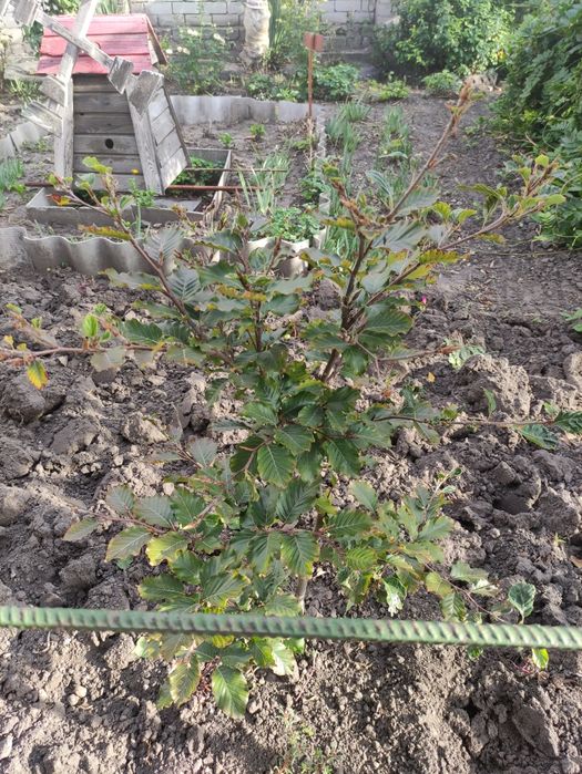 Саженцы инжира, ремонтантная малина.