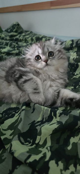 Gata Scottish Fold
