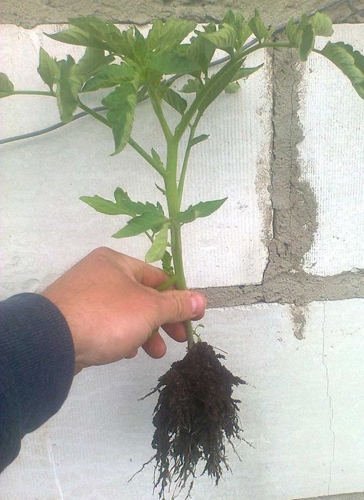 sadzonka rozsada pomidor flance warzyw sadzonki rwane 2zł szt bez palików gruntowe do ogrodu. rabaty  przy większej liczbie sztuk