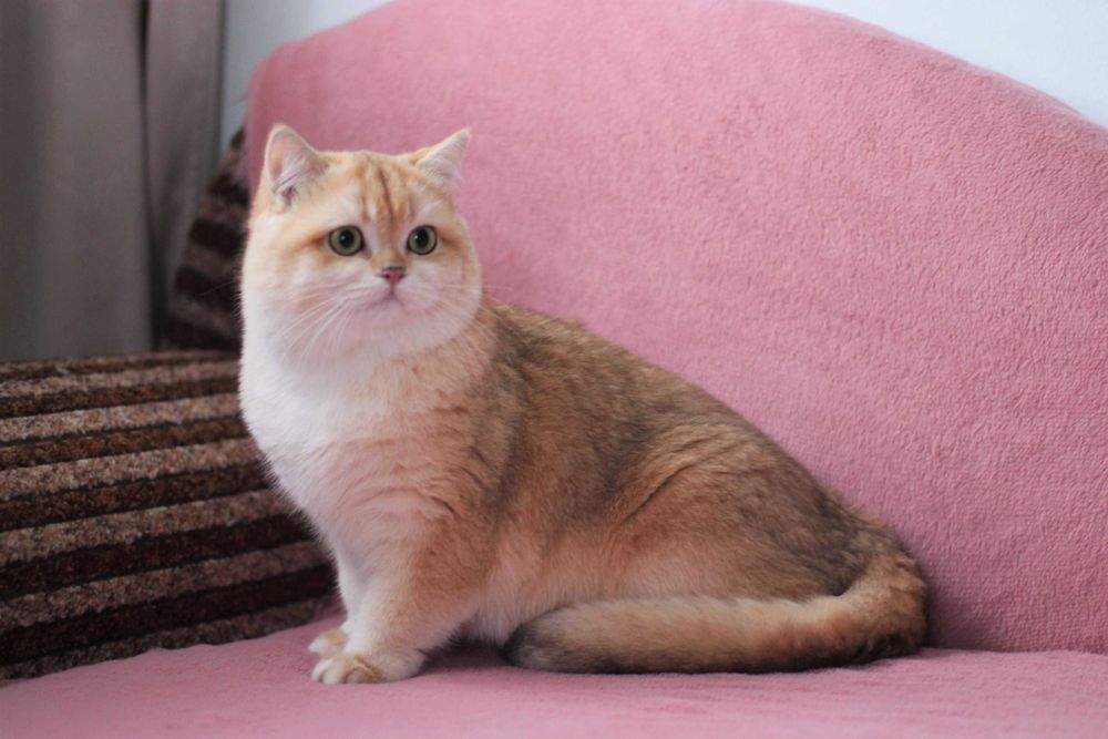 Британський золотий котик