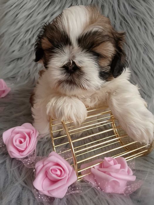 Piękna suczka rasy Shih-Tzu