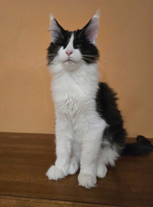 Czarno biały kocurek Maine Coon