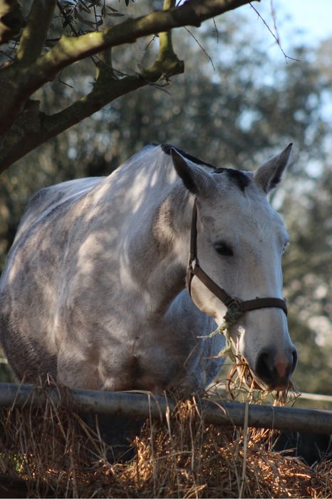 Vendo letra “o” prenha!