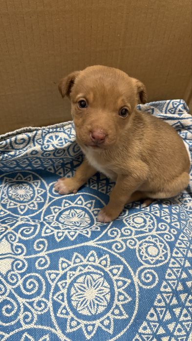 отдам собаку в хорошие руки