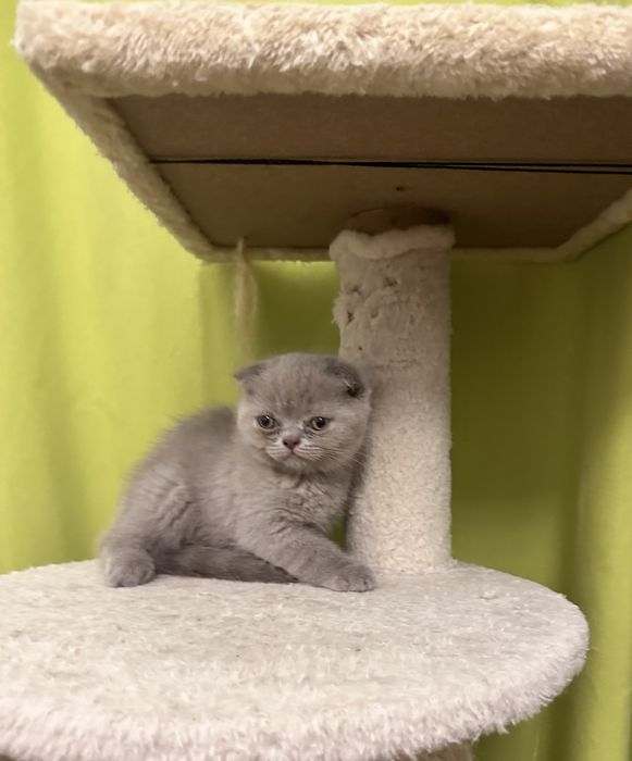 Scottish fold menina