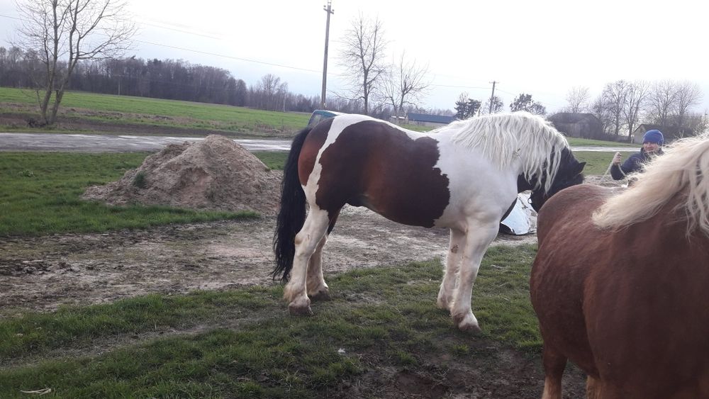 Zrebica zimnokrwista