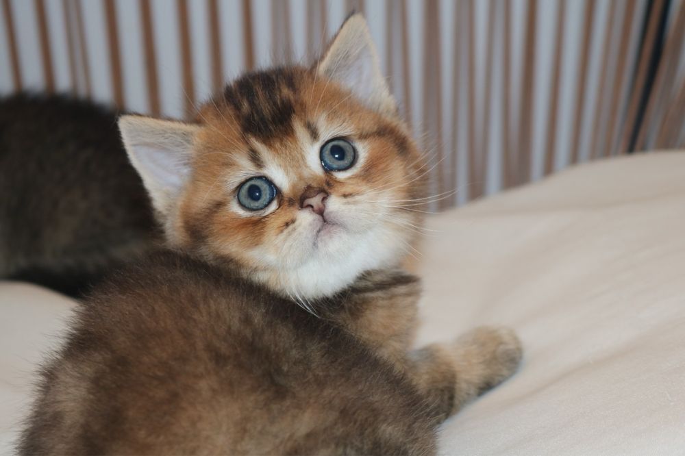 gatinho scottish straight golden