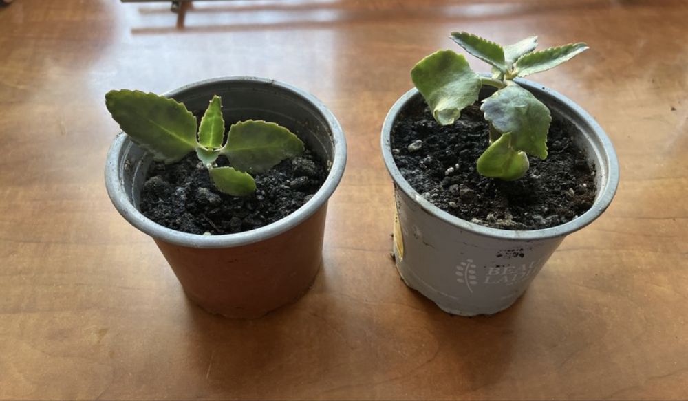 Żyworódka w doniczce