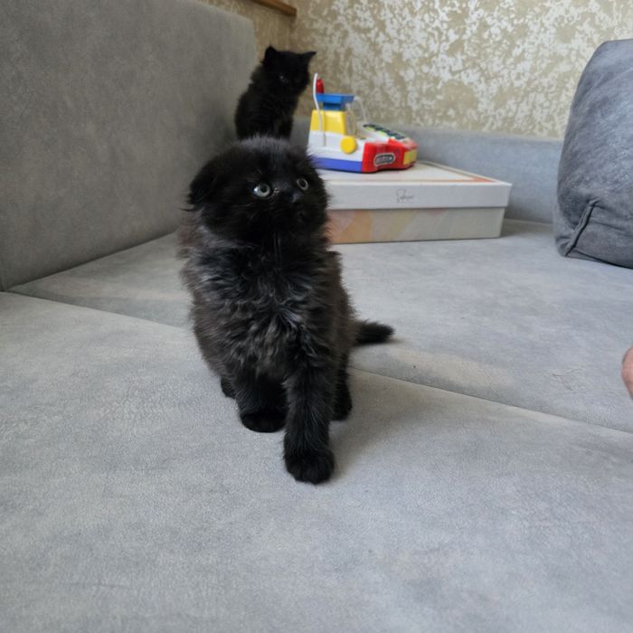 Чудові чорні кошенята