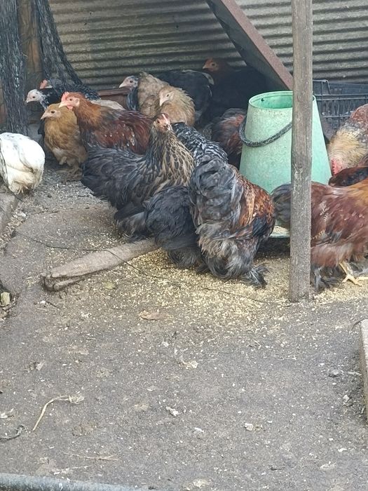 Pekins Várias Cores