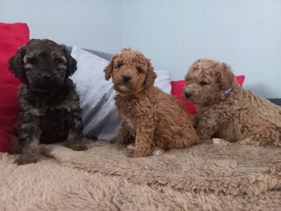 Pudel miniaturowy/średni do rezerwacji