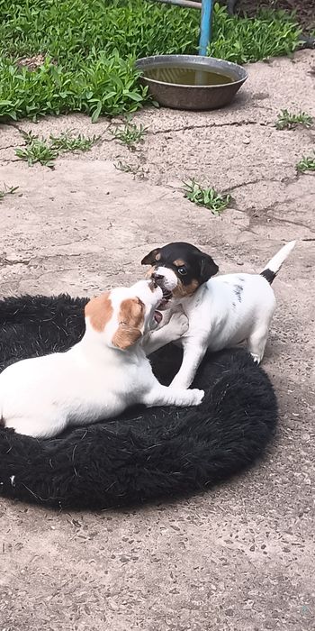 Джек Рассел тер'єр