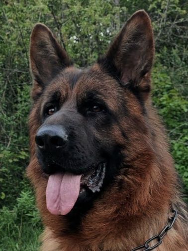 Високородне цуценя німецької вівчарки