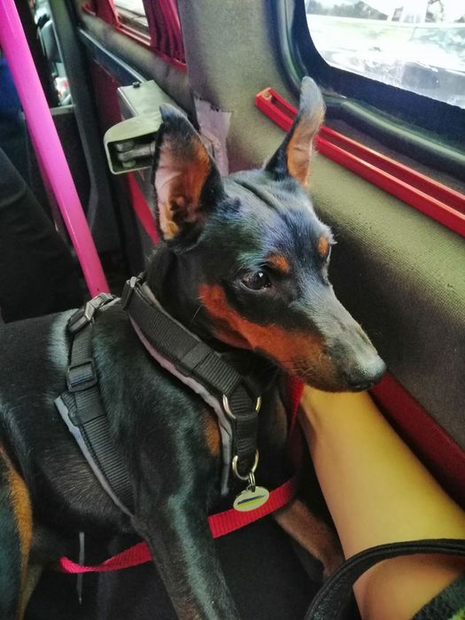 Кобель цвергпінчер, вязка