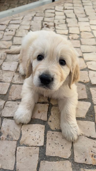 Golden Retriever