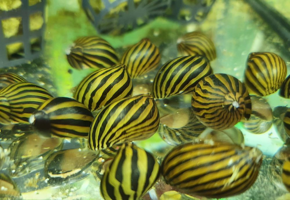 Ślimak Neritina Zebra na Glony