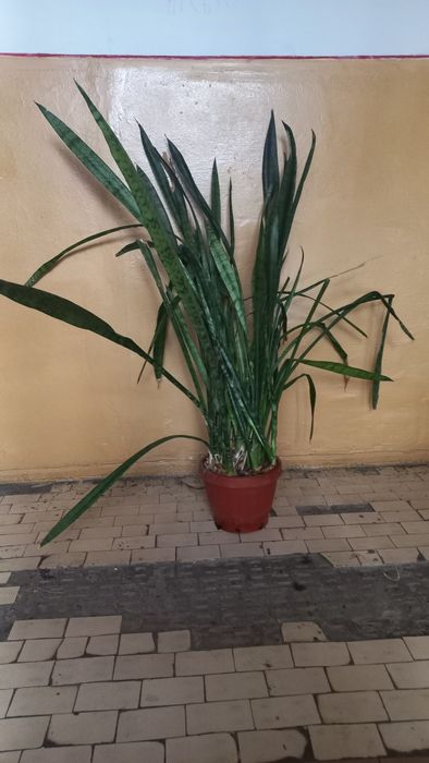 Сансевієрія циліндрична (Sansevieria cylindrica)