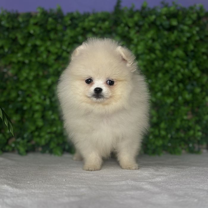 хлопчик шоу классу тип ведмедика