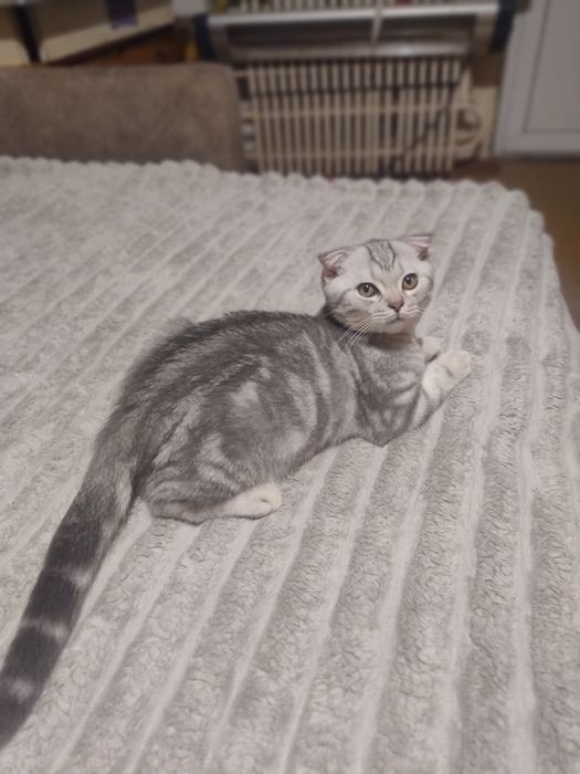 Шотландские котята.