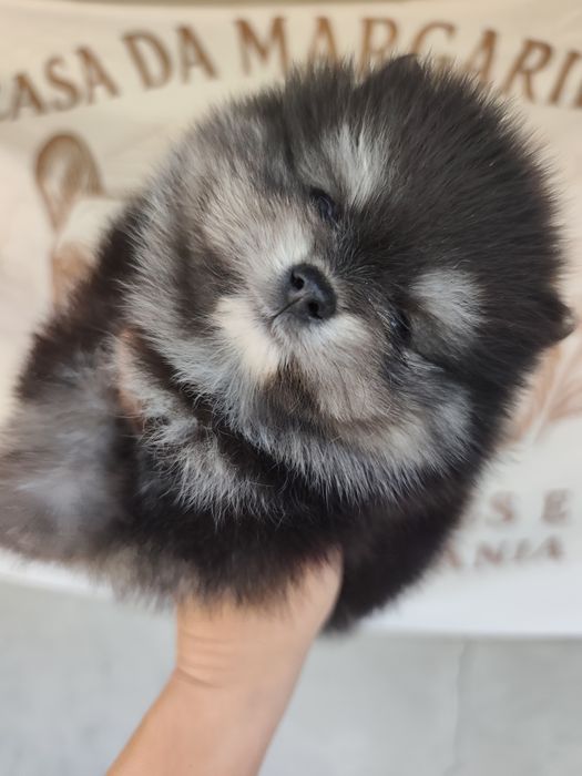 Spitz anão macho