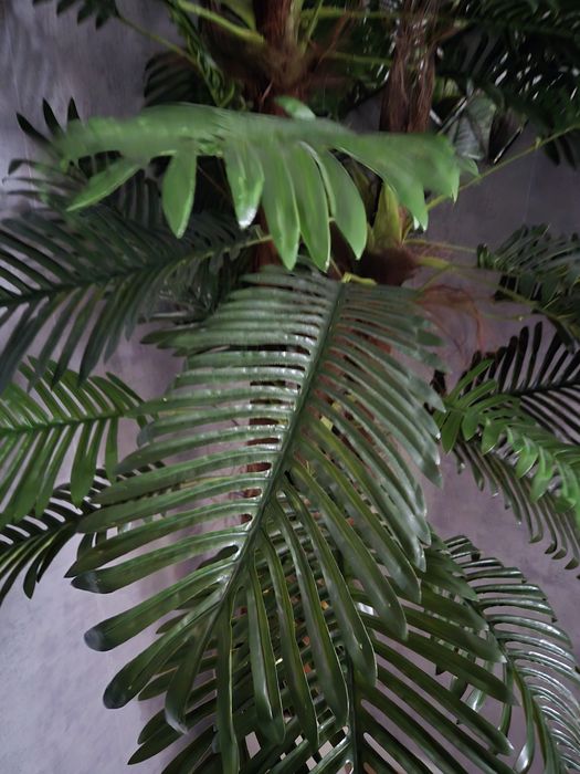 Palmeiras lindissimas para decorações artificiais grandes