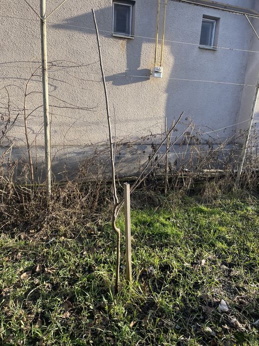 Продам саджанець сливи