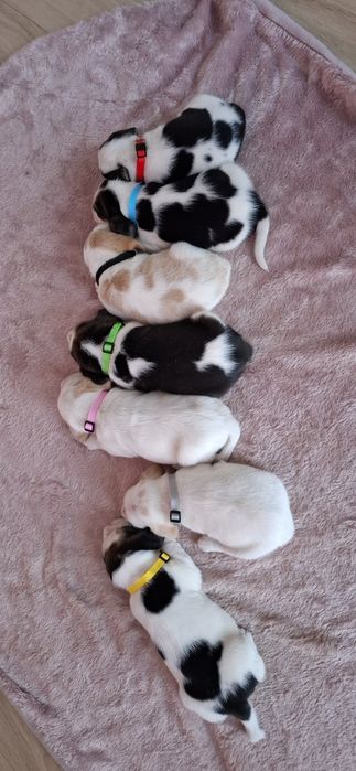 Szczeniaczki Beagle