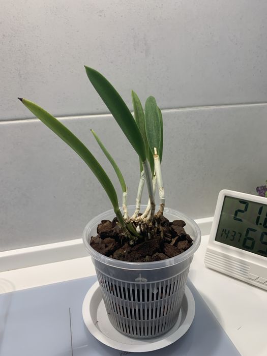 Орхідея Cattleya hybrid Jairak Finch