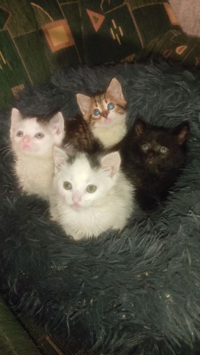 Котята за дякую !