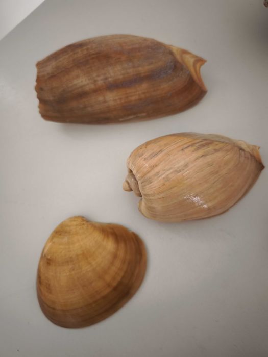 Coleção de búzios de vários tamanhos
