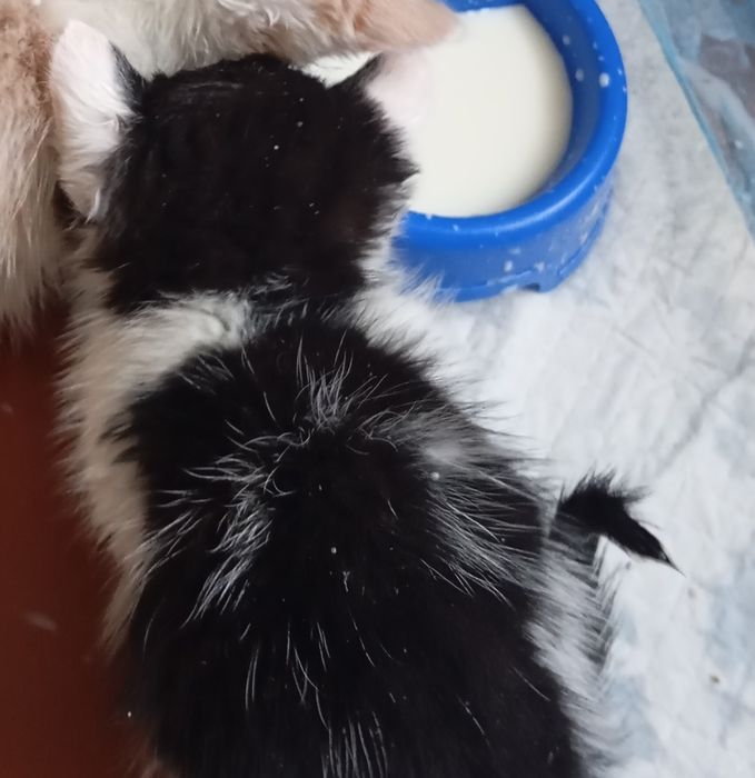 Котик (хлопчик) віддаю