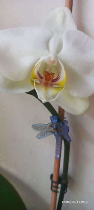 Орхидея фаленопсис