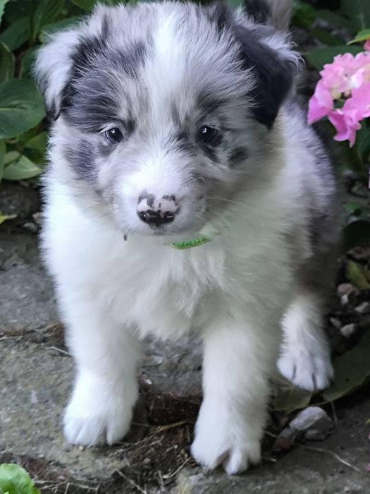 Border collie ZKWP FCI piesek blue merle