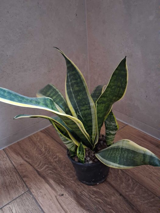 Sansevieria trifasciata
